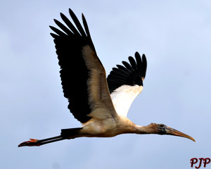 American Wood Stork &nbsp;|&nbsp; February, 2015