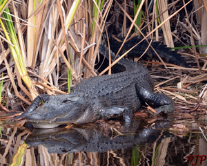 American Alligator &nbsp;|&nbsp; February, 2015