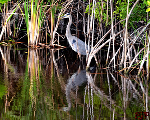 Great Blue Heron &nbsp;|&nbsp; Florida Everglades | February, 2015