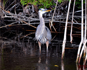 Great Blue Heron &nbsp;|&nbsp; Florida Everglades | February, 2015