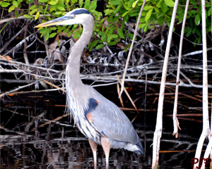 Great Blue Heron &nbsp;|&nbsp; Florida Everglades | February, 2015