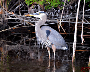 Great Blue Heron &nbsp;|&nbsp; Florida Everglades | February, 2015